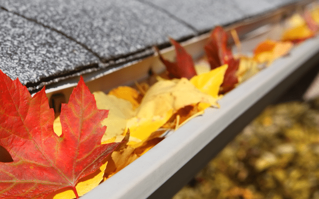 Defend Your Home: How Gutter Guards Tackle Pest Infestations